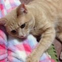 成猫２歳＊オス＊薄茶色