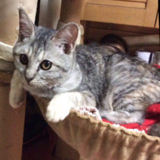 この子の家族になって下さい