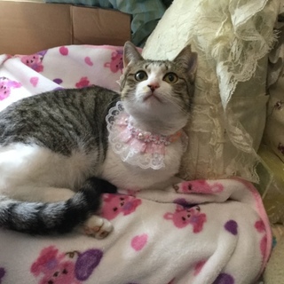 この子の家族になって下さい