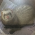 フェレットのご家族を探しています。