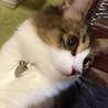 何かいるにゃ〜