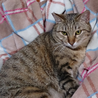 家族になって下さい