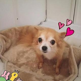 困り顔のチワワ♀ふみちゃん