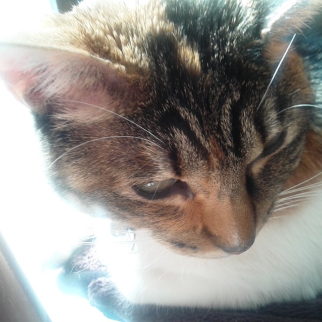 にゃにゃにゃにゃにゃにゃにゃ７のカバー写真