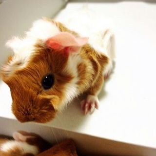 モルモットの赤ちゃん （2匹）