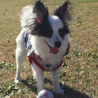 メスのパピヨン(トライカラー)