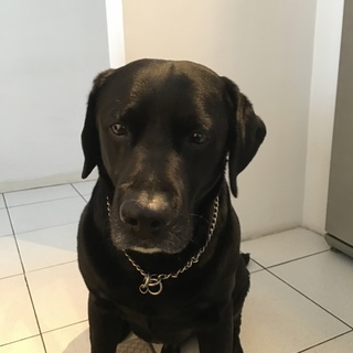 ぼくの新しい家族になって下さい。