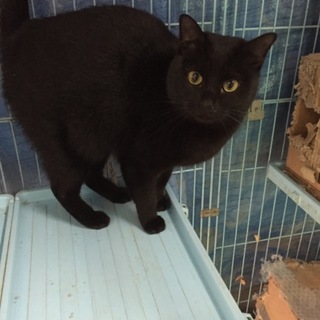 生後１才半位黒猫で甘えん坊のゆきちゃんです