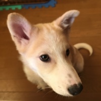 ルーク