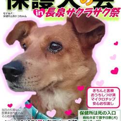 保護犬の会in長泉町　サクラサク祭り サムネイル1