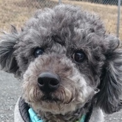 保護犬の会in長泉町　サクラサク祭り サムネイル2