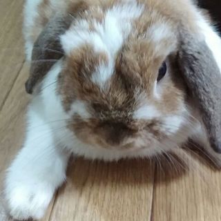 ロップイヤーの女の子です