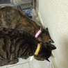るなあこ
