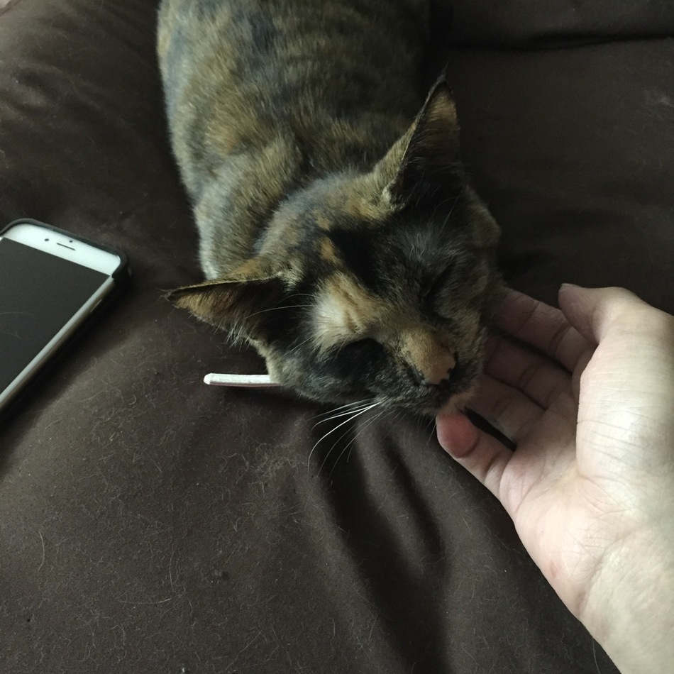 ルナのカバー写真