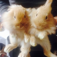 ほっけ・ほたて