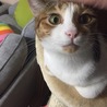 ナデナデ