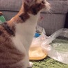 大あくび