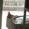 お昼寝