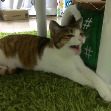 あくび途中