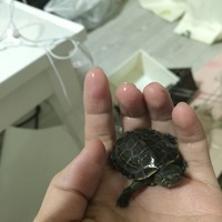 モモ