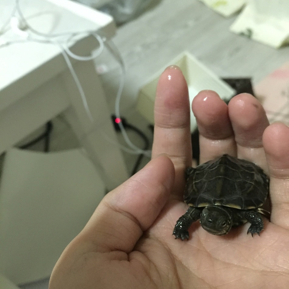 モモのカバー写真