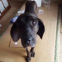 幸せにしていただける里親様が見つかりました！