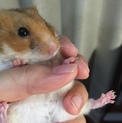 急募！ゴールデンハムスター