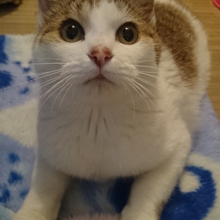 この子の家族になってあげてください。