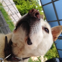 さすけ