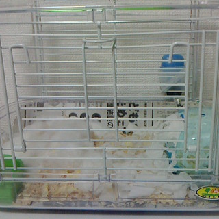 里親さんが決まりました。ありがとうございました！