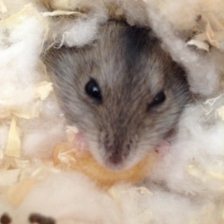 ジャンガリアンハムスター里親募集