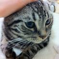 アメショの子猫