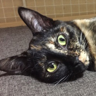 サビ猫そっくり姉妹☆ひばちちゃん