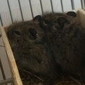 デグーbaby里親様募集 交渉中の為停止