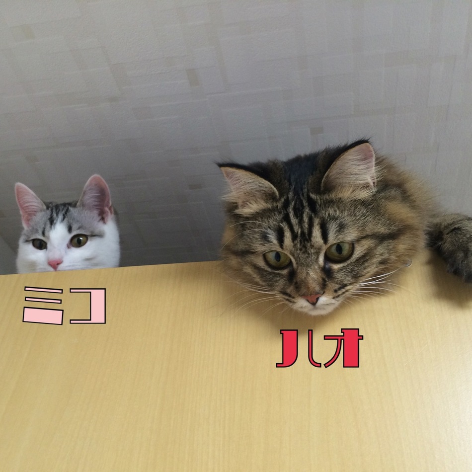 ハオのカバー写真