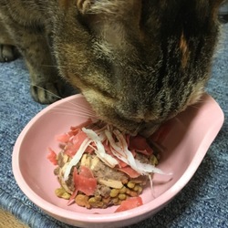 ねこケーキ