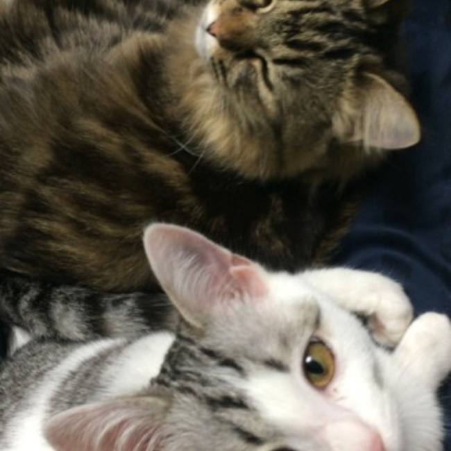おが(ㆁᴗㆁ✿)のカバー写真