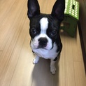 ボストンテリア　ロカ君