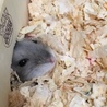 ひょこっ