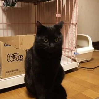 もうすぐ１才の猫です(病気の為、募集終了します)