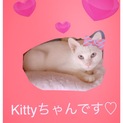 人が大好きな子猫たちと母親
