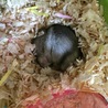 すやすやzzZ