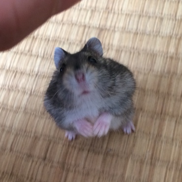 ちょーだい！