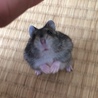 ちょーだい！