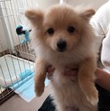 交渉中 5ヶ月の子犬 人懐っこいポメラニアン
