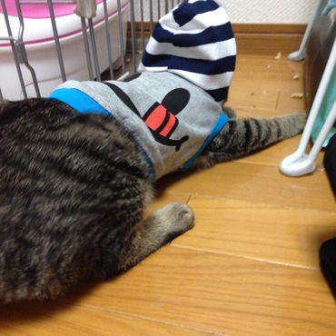 まろちゃん何してるのさ