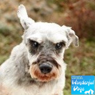 「かおる」M・シュナ♀