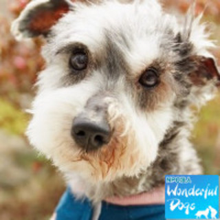 「プリティー町田」♂