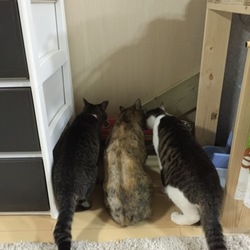 「ネズミちゃん２匹」サムネイル3