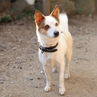 素直で飼いやすいジャックラッセルmixの女の子